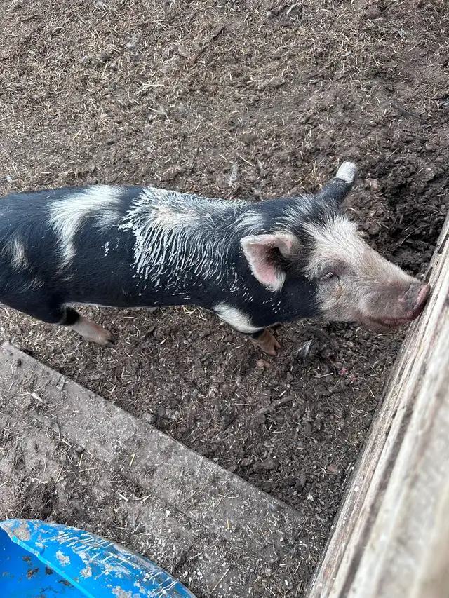 Yorkshire cross boar - Photo 2