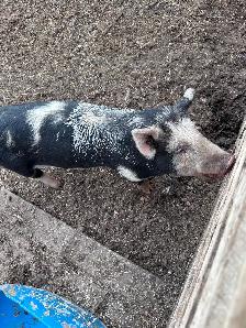 Yorkshire cross boar - Photo 2