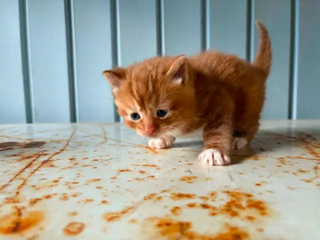 Chaton a vendre