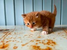 Chaton a vendre