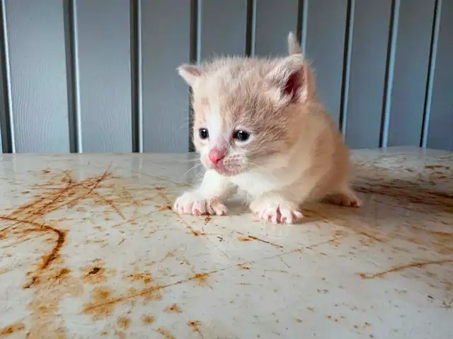 Chaton a vendre - Photo 2