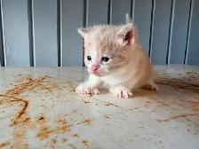 Chaton a vendre - Photo 2