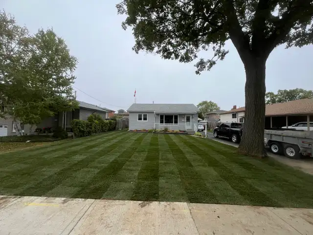 Fresh Sod