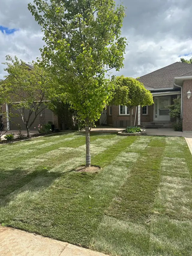 Fresh Sod - Photo 3