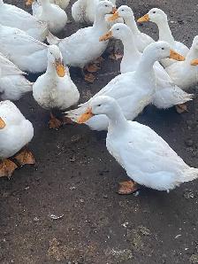 fertilized Pekin duck eggs - Photo 2