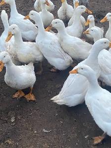 fertilized Pekin duck eggs - Photo 3