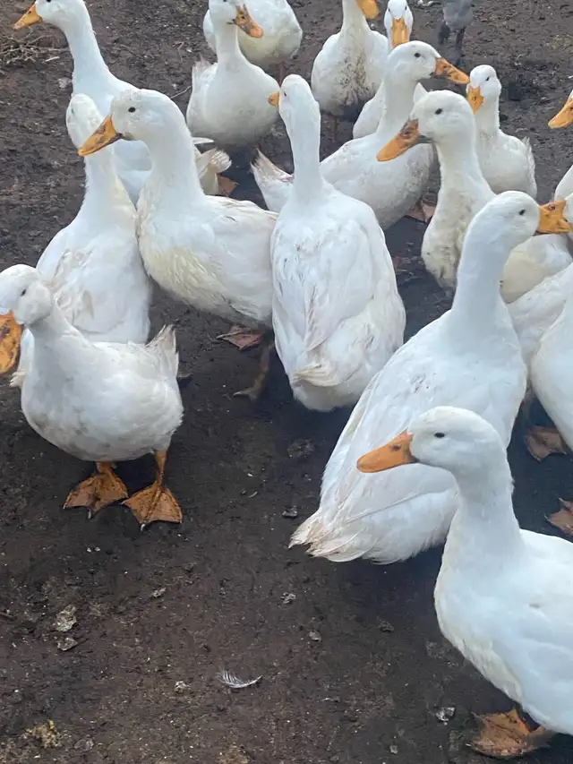 fertilized Pekin duck eggs - Photo 4