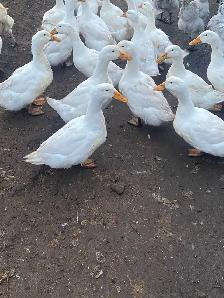 fertilized Pekin duck eggs - Photo 6