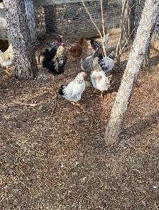 fertilized BYM chicken hatching eggs - Photo 3