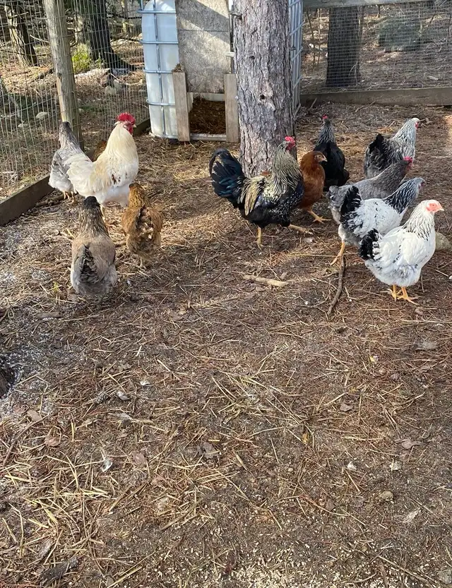 fertilized BYM chicken hatching eggs - Photo 4