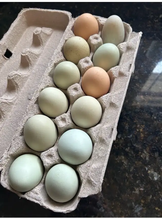 fertilized BYM chicken hatching eggs - Photo 7