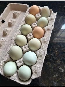 fertilized BYM chicken hatching eggs - Photo 7