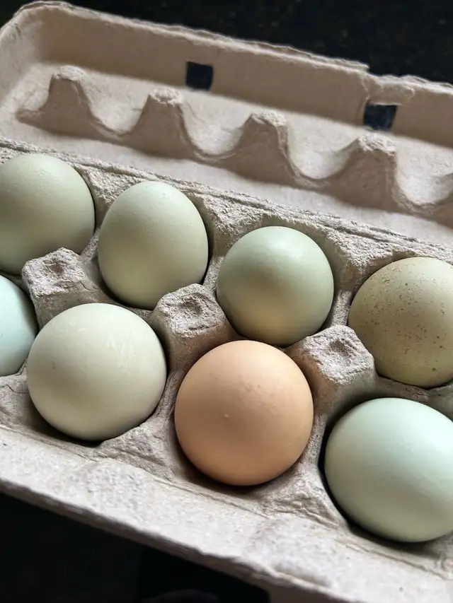 fertilized BYM chicken hatching eggs - Photo 8