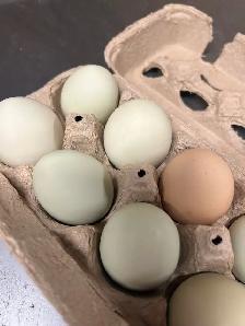 fertilized BYM chicken hatching eggs - Photo 9