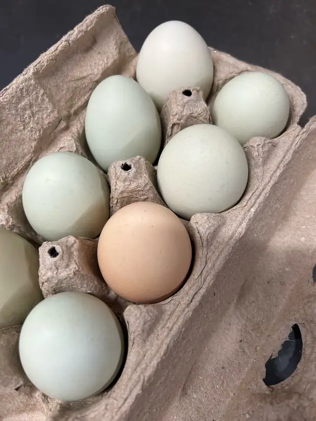 fertilized BYM chicken hatching eggs - Photo 10