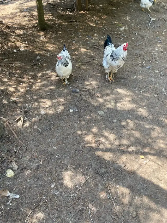 standard Brahma hatching eggs - Photo 2