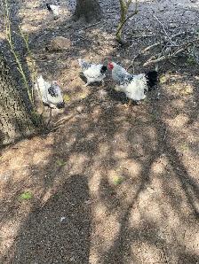 standard Brahma hatching eggs - Photo 3