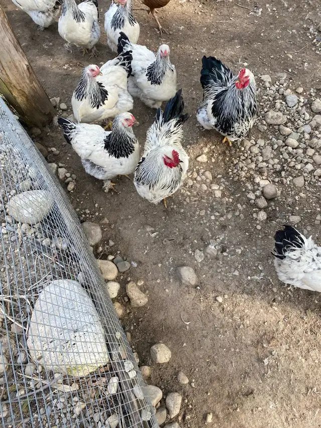standard Brahma hatching eggs - Photo 6