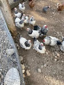 standard Brahma hatching eggs - Photo 7