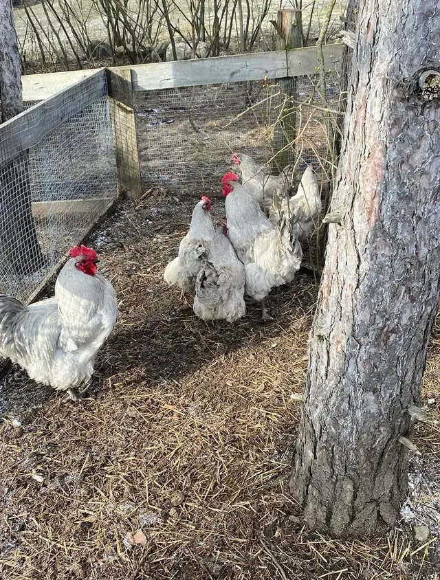 fertilized lavender Orpington hatching eggs - Photo 3