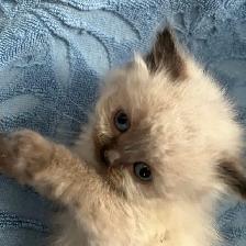 CHATON HIMALAYEN (à vendre )