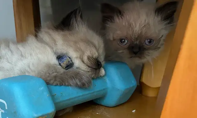CHATON HIMALAYEN (à vendre ) - Photo 2