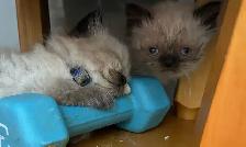 CHATON HIMALAYEN (à vendre ) - Photo 2