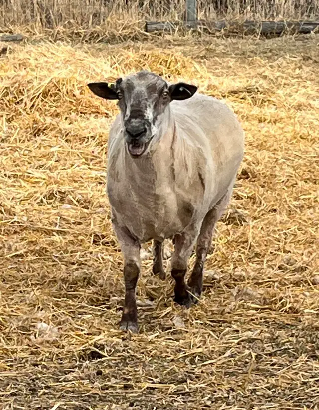 Registered Canadian Arcott Ram