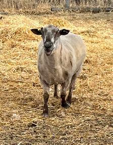 Registered Canadian Arcott Ram
