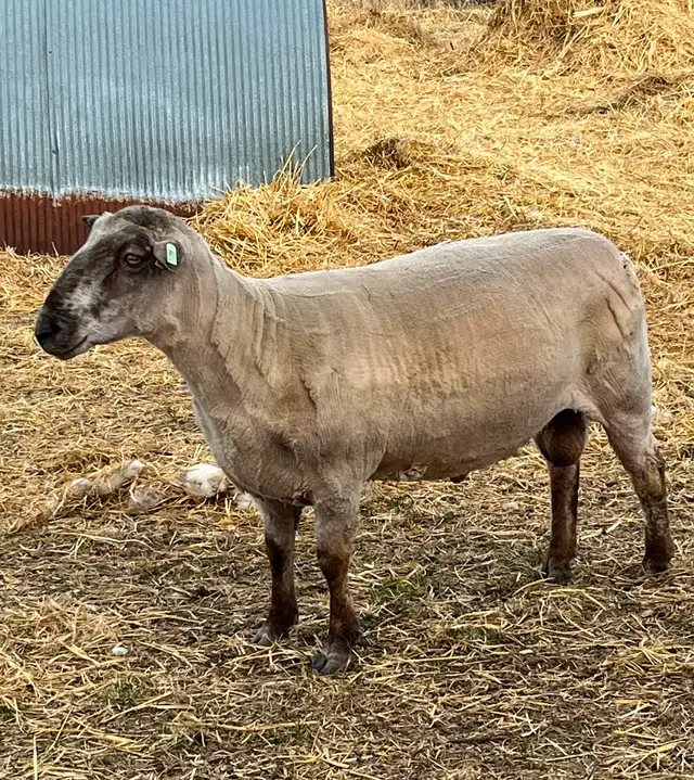 Registered Canadian Arcott Ram - Photo 2