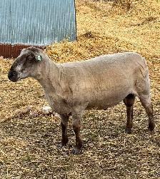 Registered Canadian Arcott Ram - Photo 2