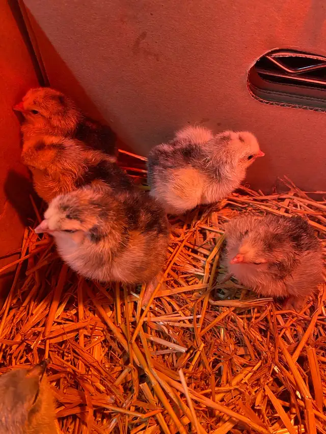 standard Brahma chicks