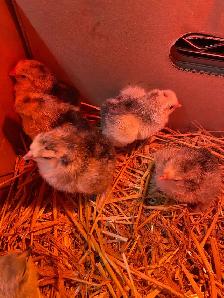 standard Brahma chicks