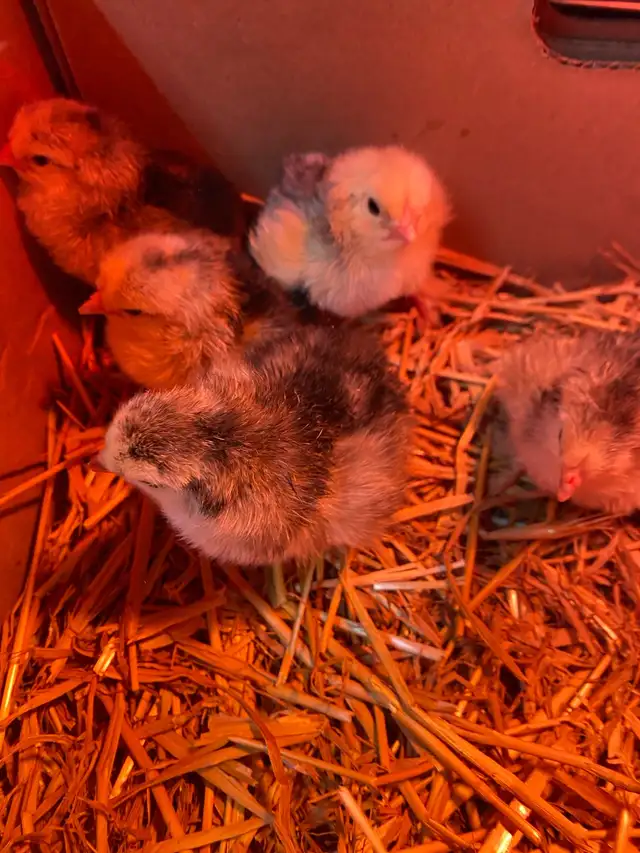standard Brahma chicks - Photo 3