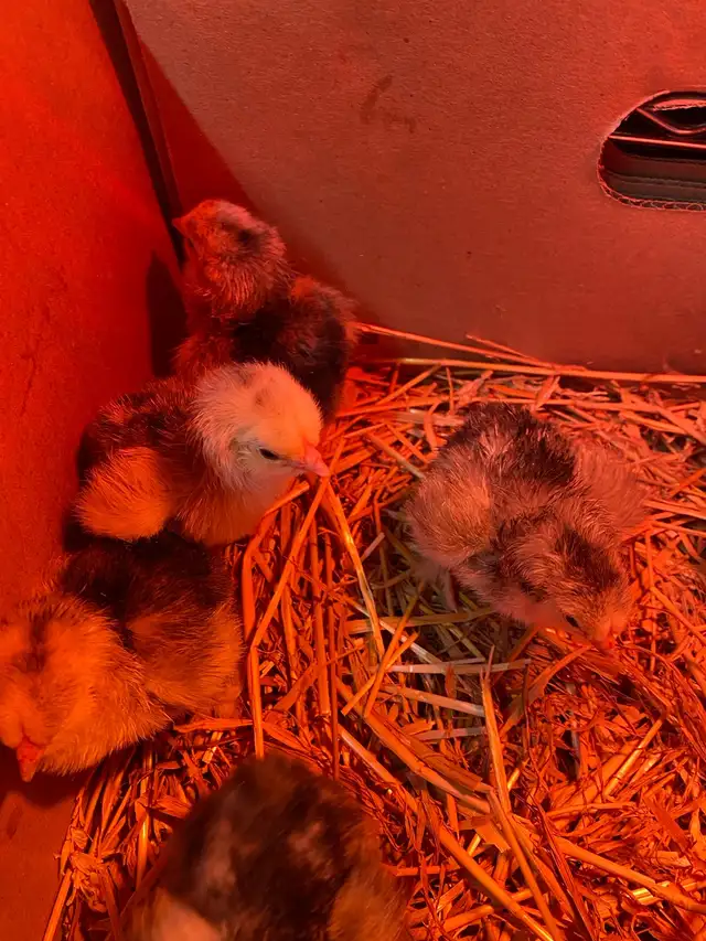 standard Brahma chicks - Photo 5