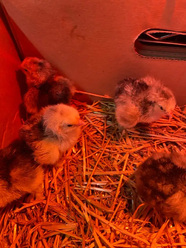 standard Brahma chicks - Photo 7