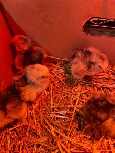 standard Brahma chicks - Photo 7