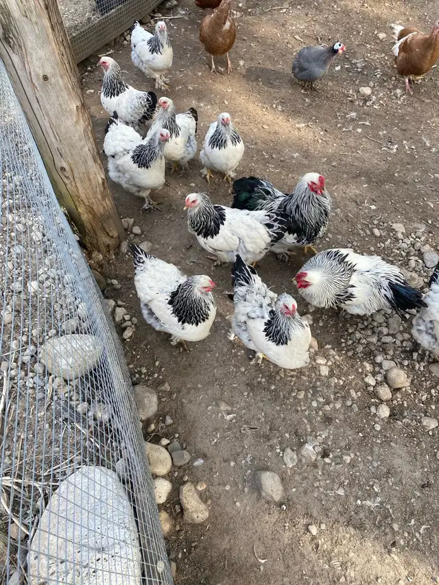 standard Brahma chicks - Photo 10