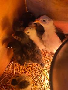 BYM chicks - Photo 2
