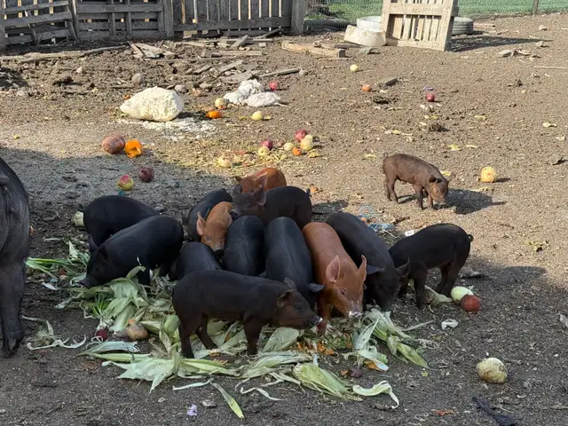 Piglets Available