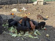 Piglets Available