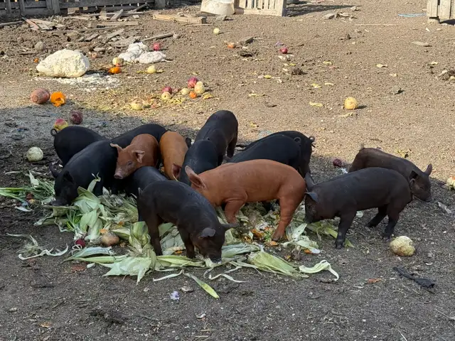 Piglets Available - Photo 2