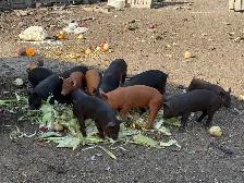 Piglets Available - Photo 2