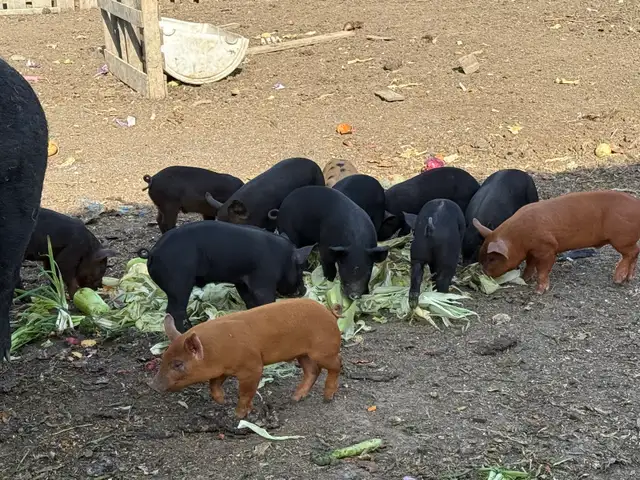 Piglets Available - Photo 3