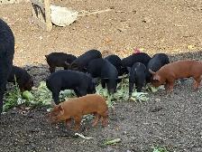 Piglets Available - Photo 3