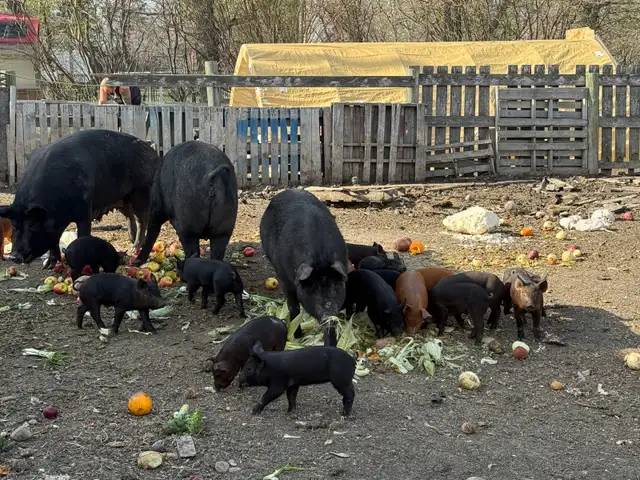 Piglets Available - Photo 4