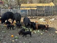 Piglets Available - Photo 4
