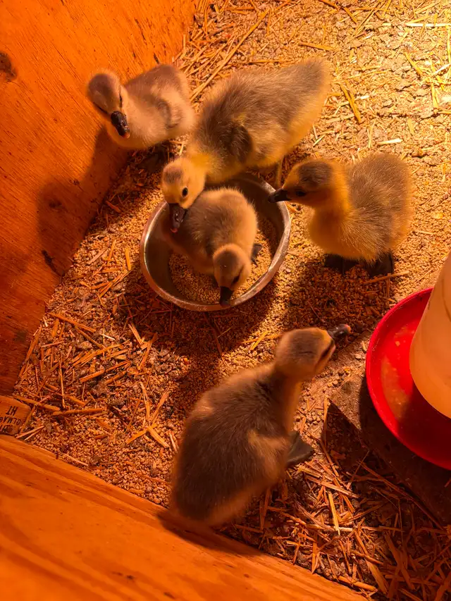 Chinese goslings for sale