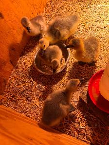 Chinese goslings for sale