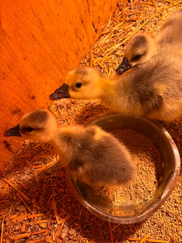 Chinese goslings for sale - Photo 2
